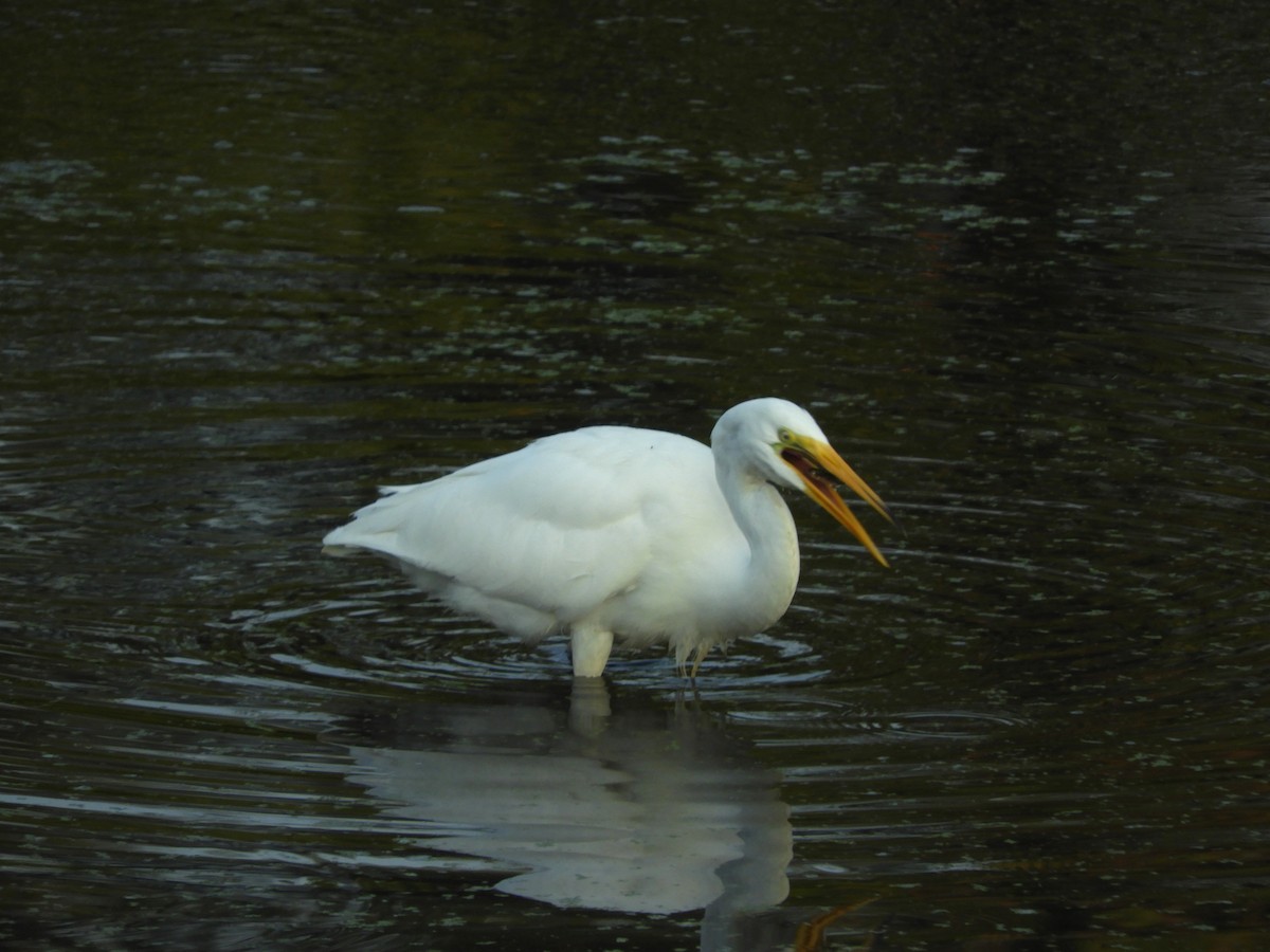 Great Egret - Takayuki Uchida