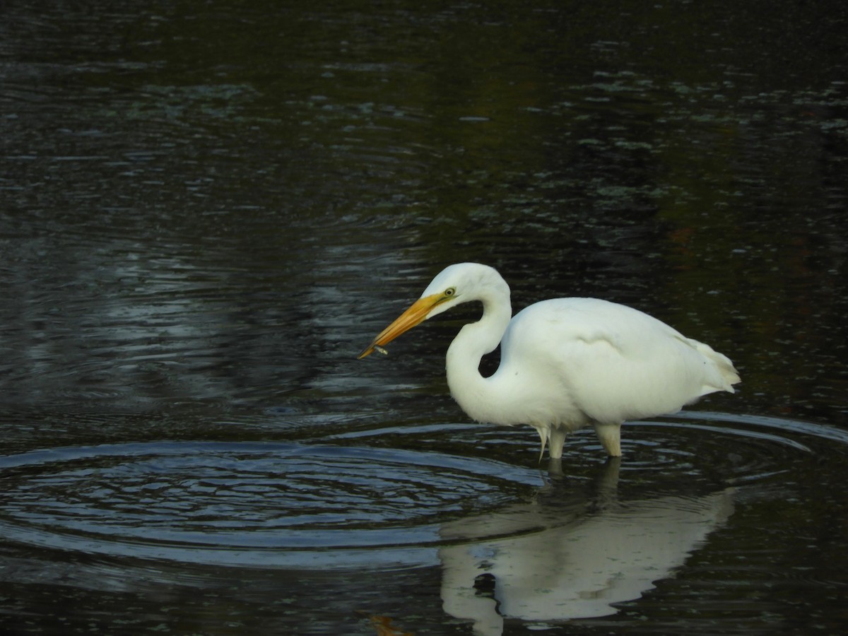 Great Egret - Takayuki Uchida