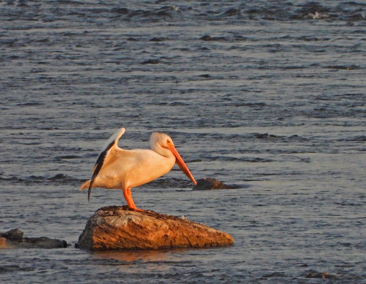 American White Pelican - ML364262141