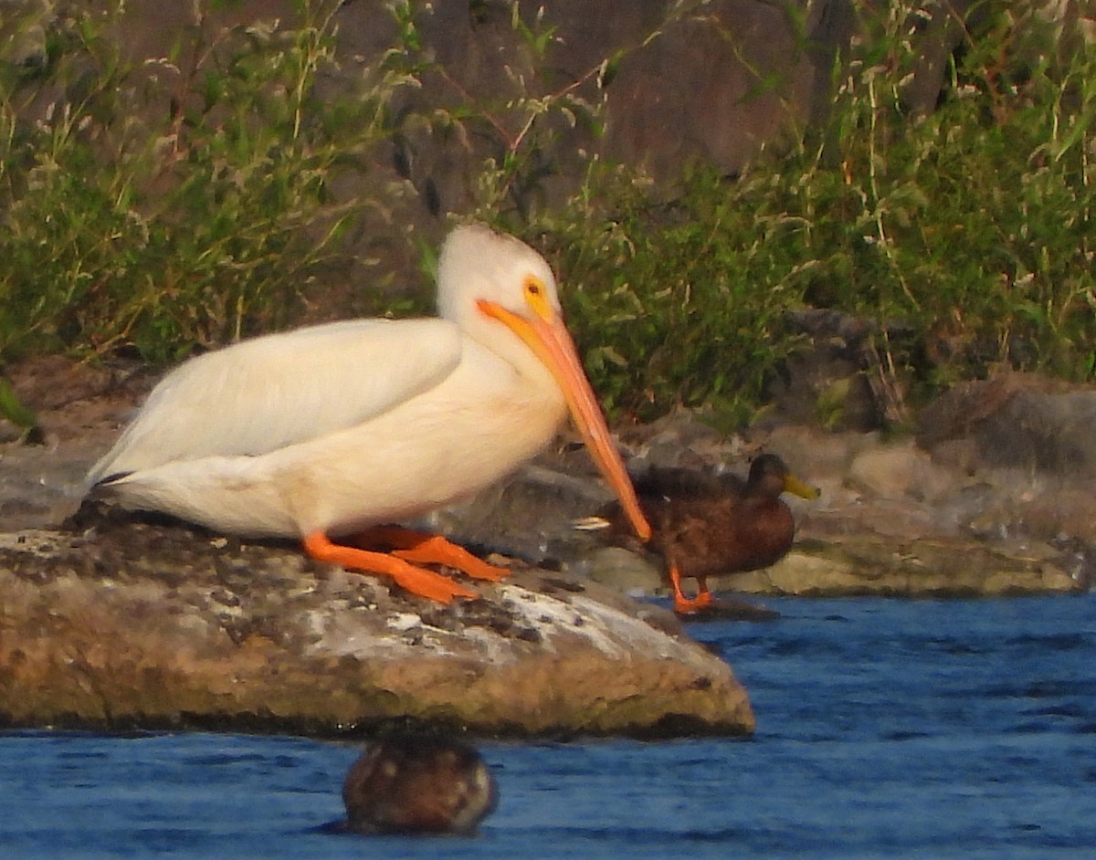 American White Pelican - ML364262151