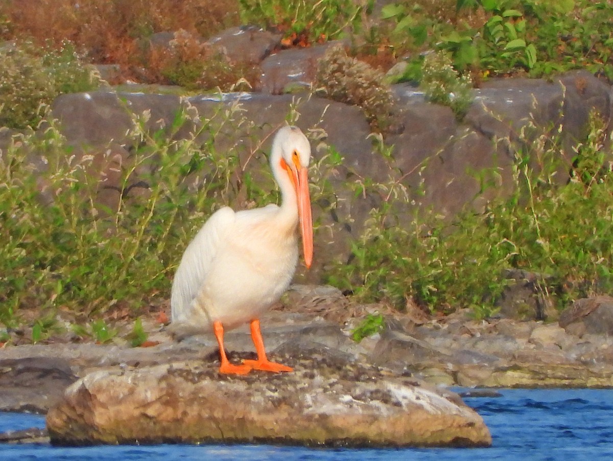 American White Pelican - ML364262161