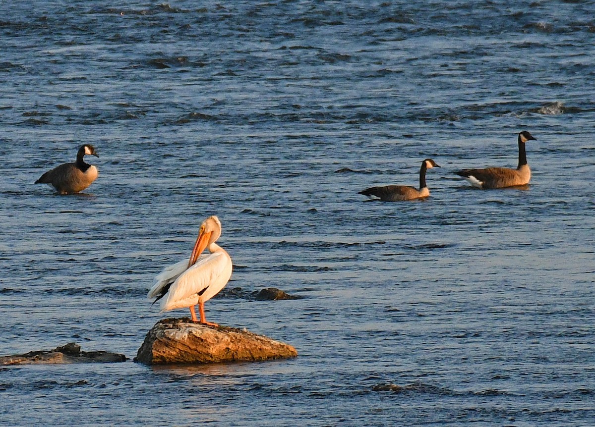 American White Pelican - ML364262171