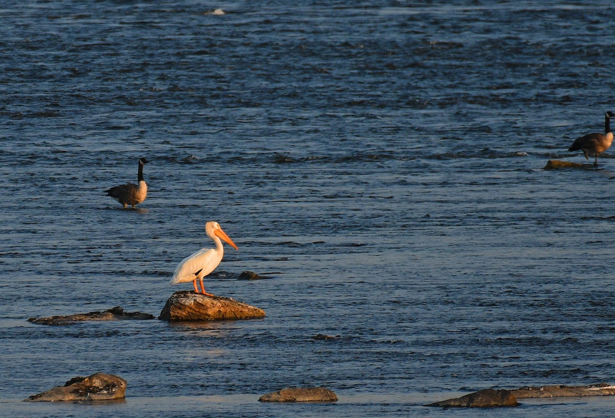 American White Pelican - ML364262181