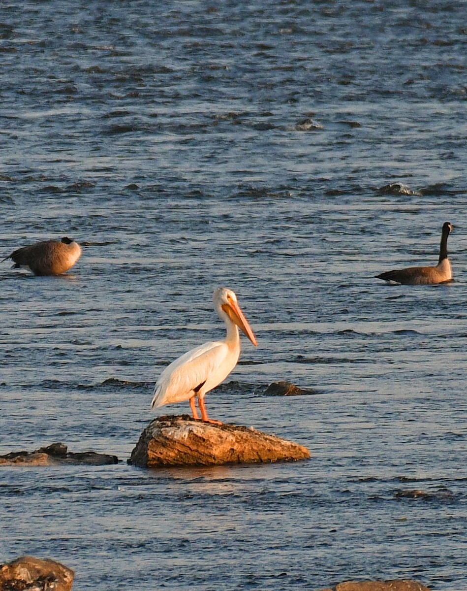 American White Pelican - ML364262191