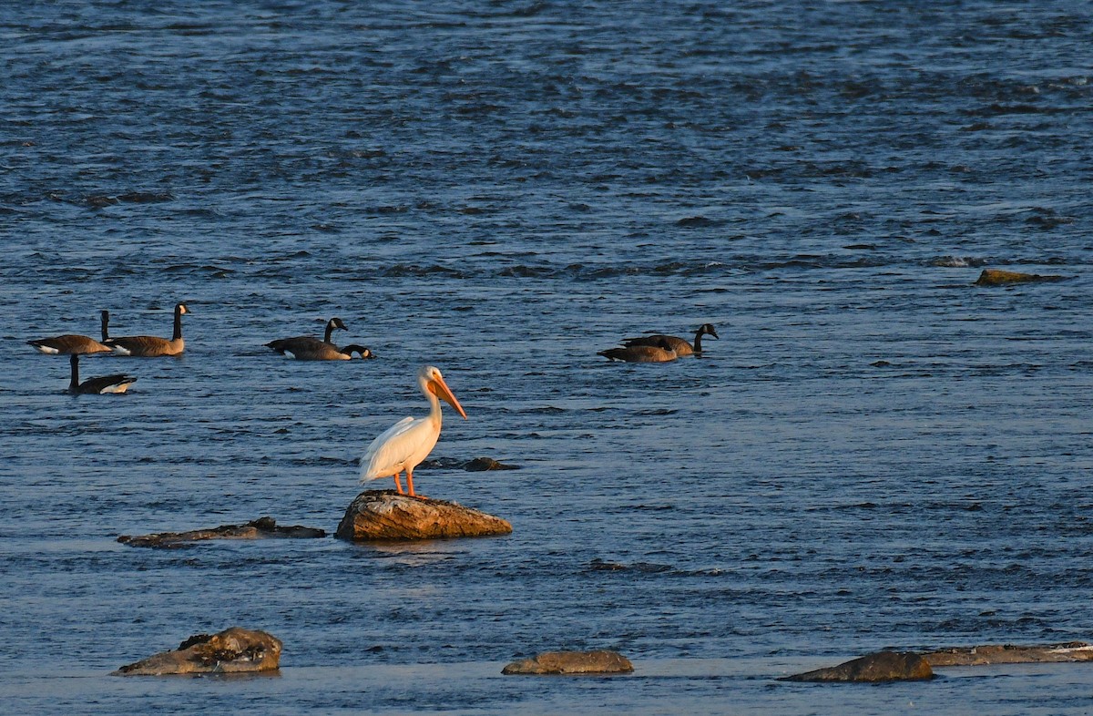 American White Pelican - ML364262201