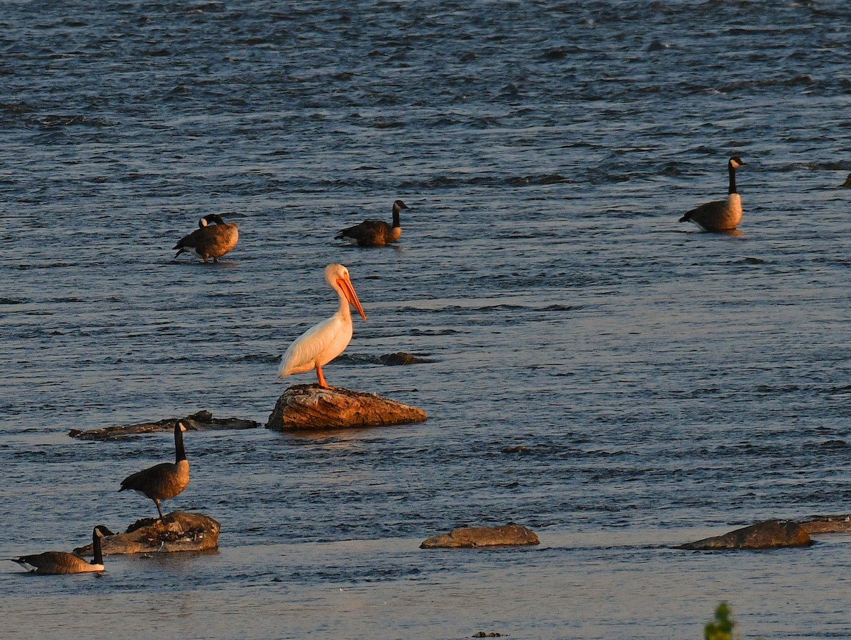 American White Pelican - ML364262221