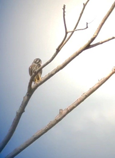 Falco sp. (small falcon sp.) - ML364263341