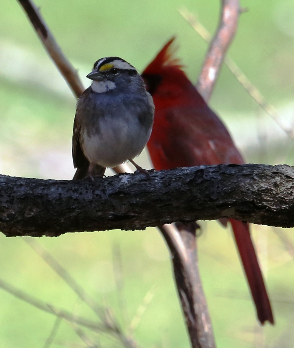 White-throated Sparrow - ML36426551