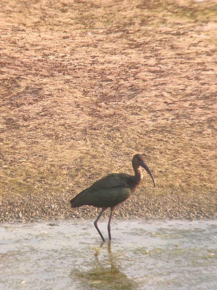 ibis americký - ML364265871