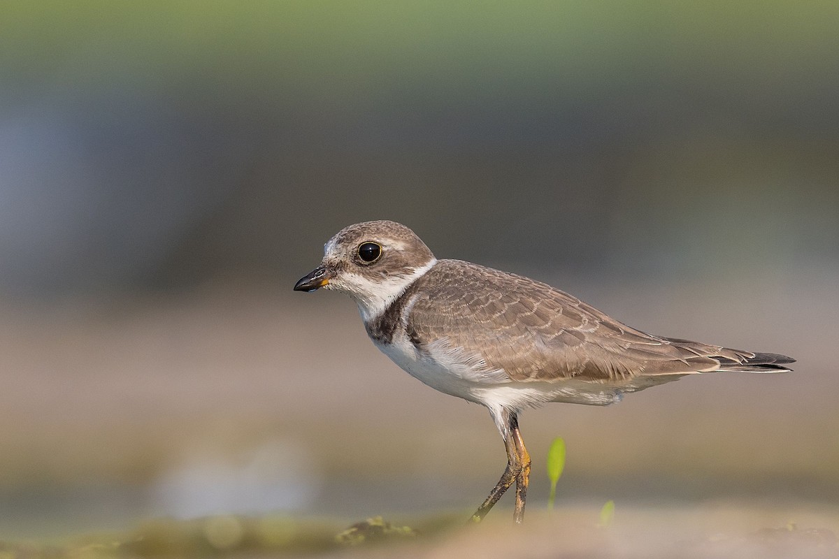 Semipalmated Plover - ML364266421