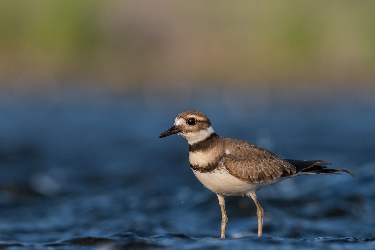 Killdeer - ML364266451