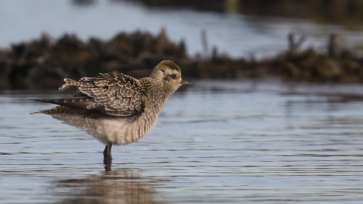 American Golden-Plover - ML36426651