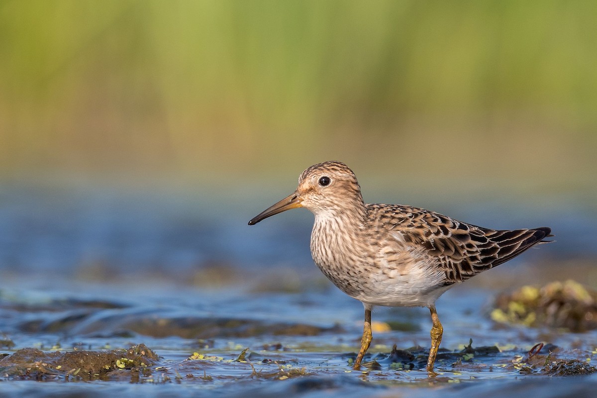 Graubrust-Strandläufer - ML364266561