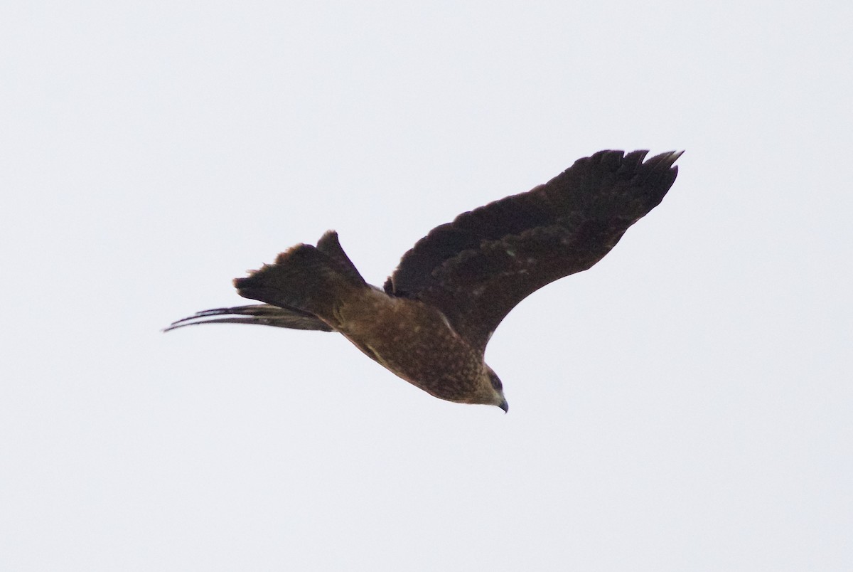 Black Kite - ML364267431