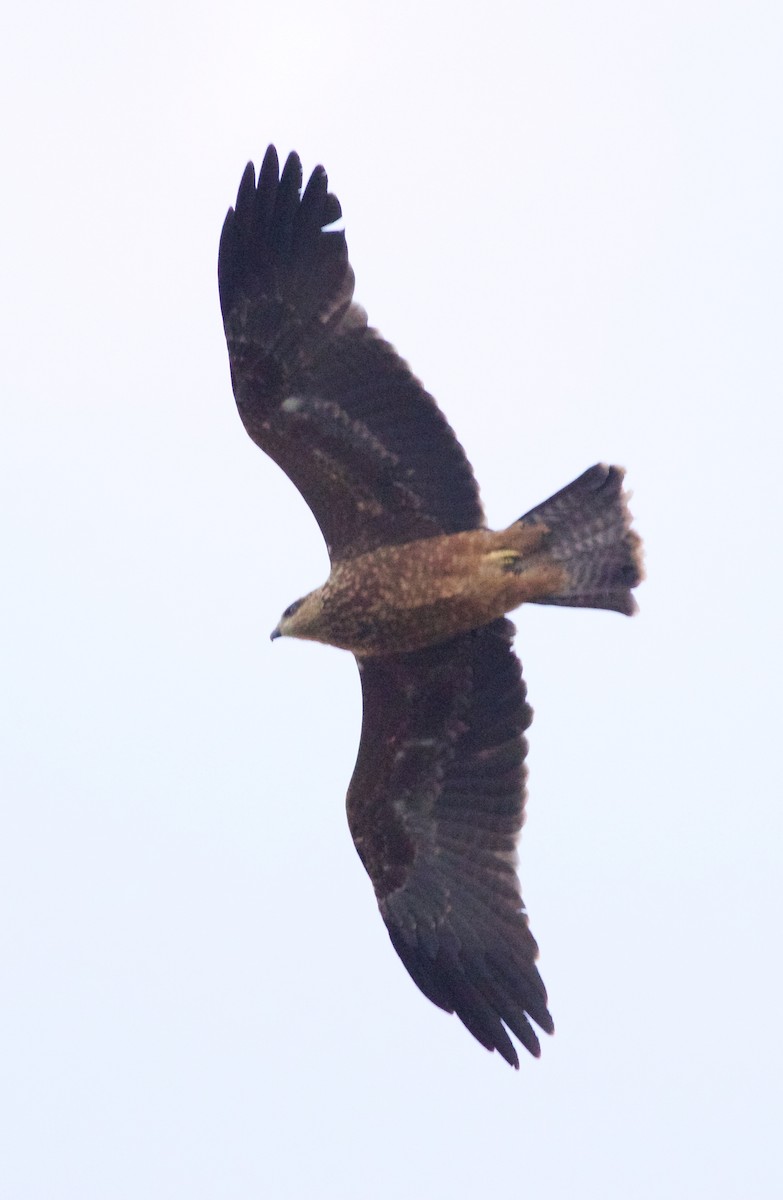 Black Kite - ML364267441