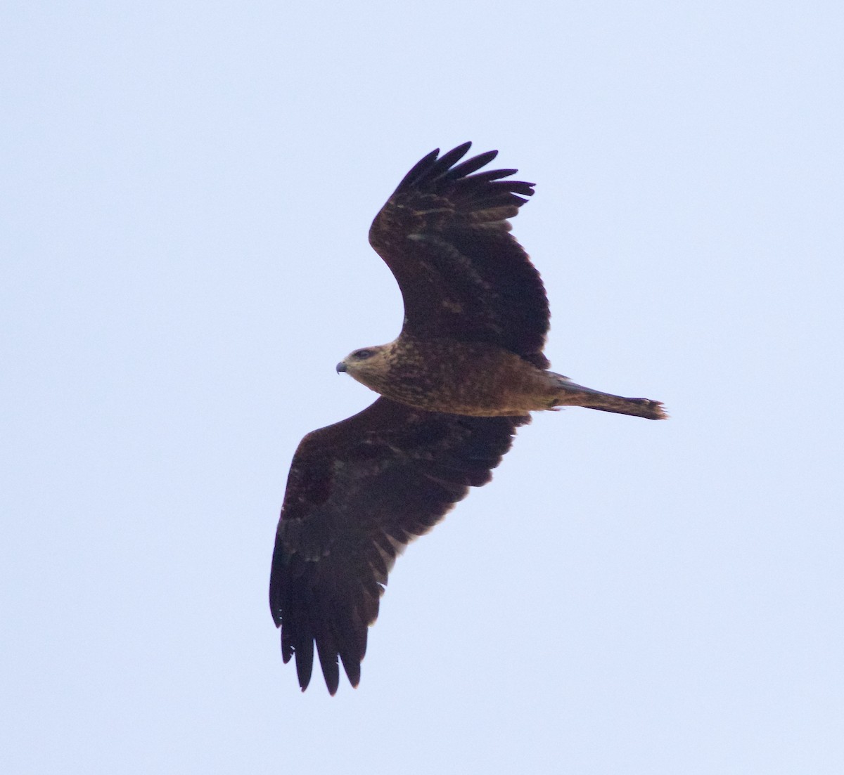 Black Kite - ML364267451