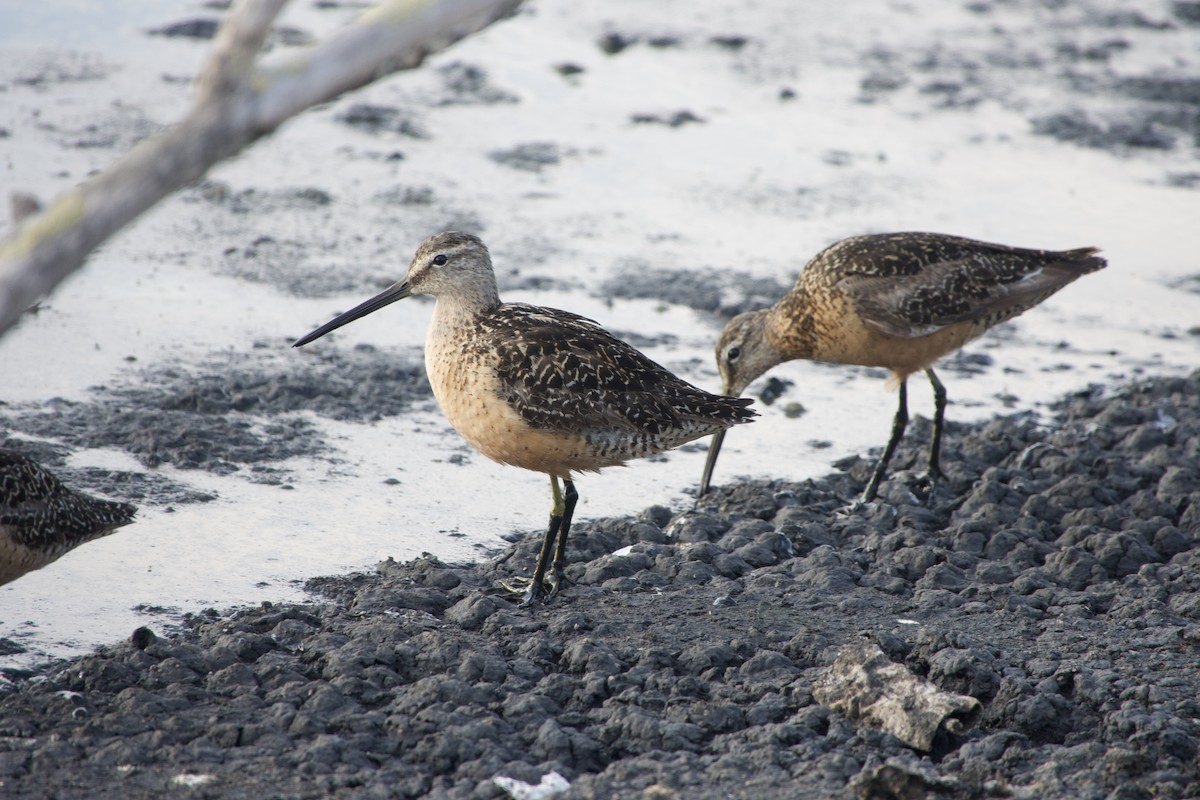 Long-billed Dowitcher - ML364268491