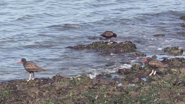 Black Oystercatcher - ML364268601