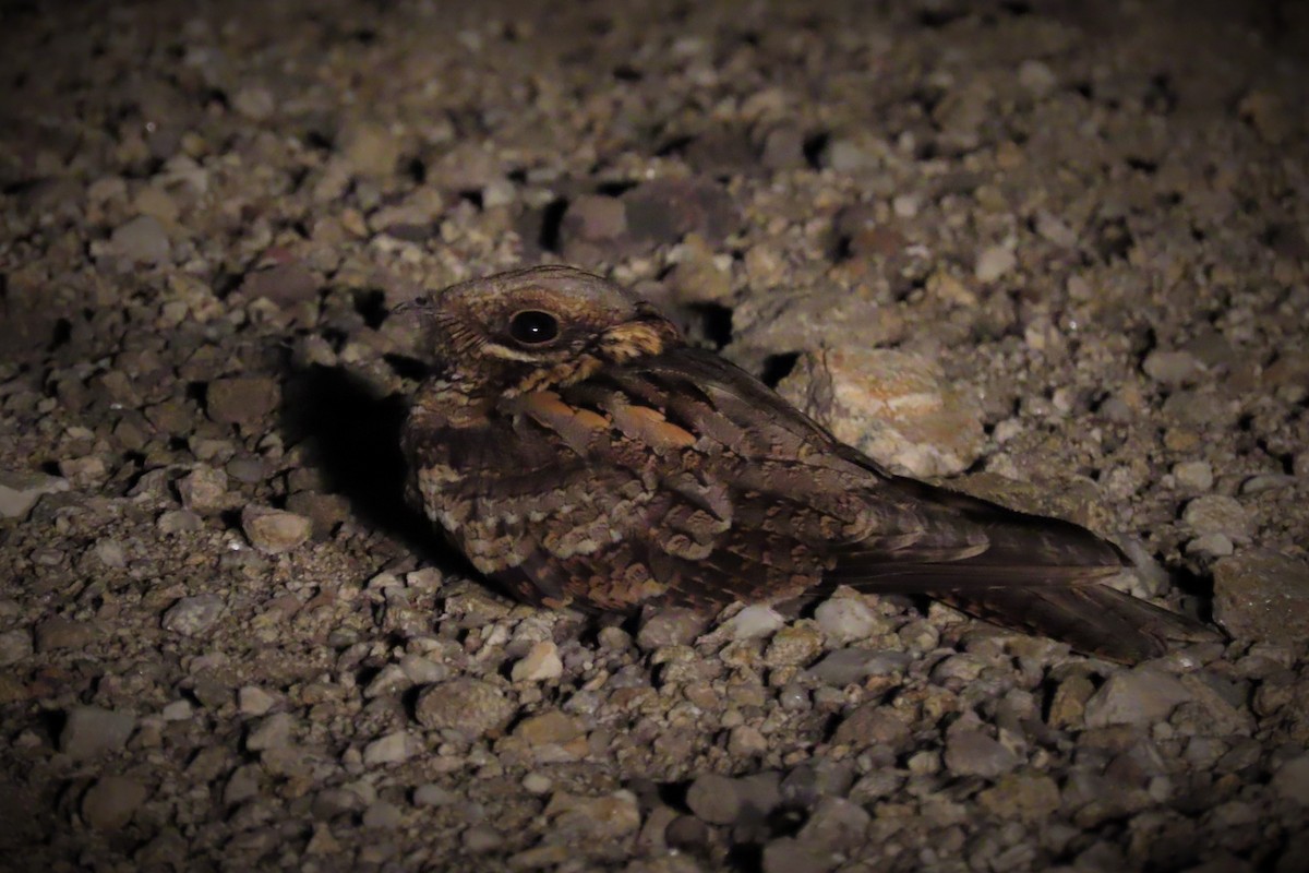 Red-necked Nightjar - ML364272491