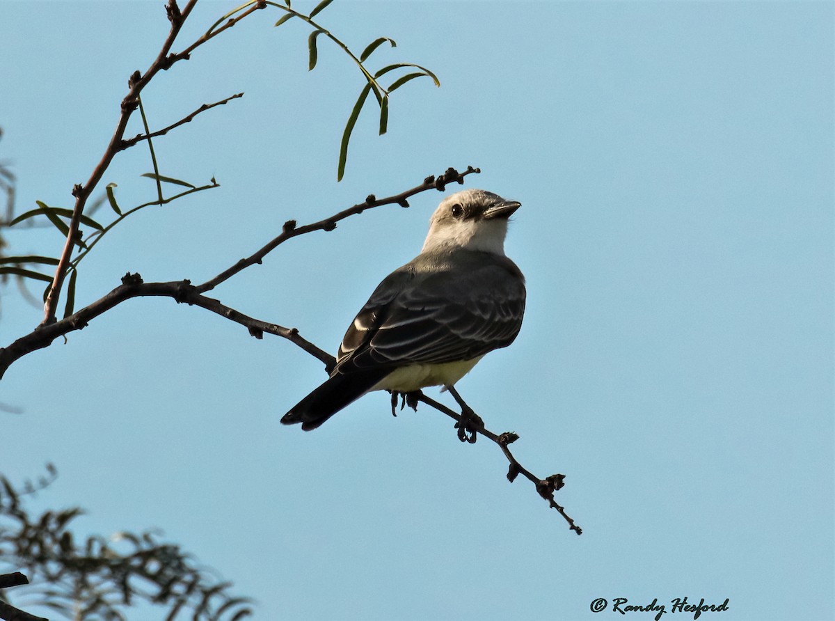 Scissor-tailed Flycatcher - ML364273361