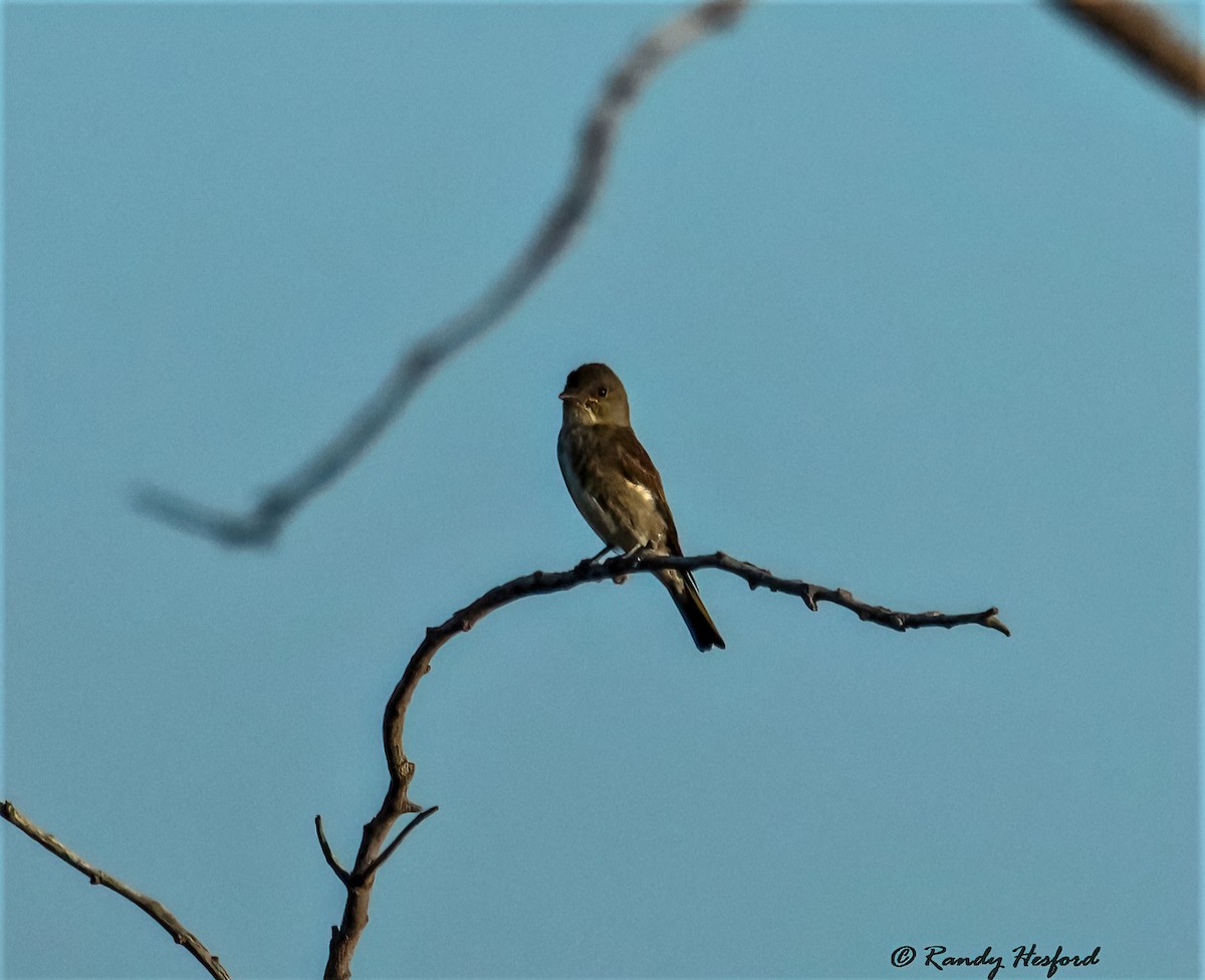 Olive-sided Flycatcher - ML364273561