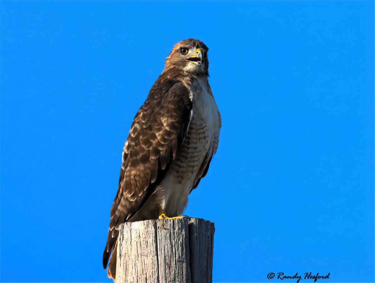 Red-tailed Hawk - ML364273841