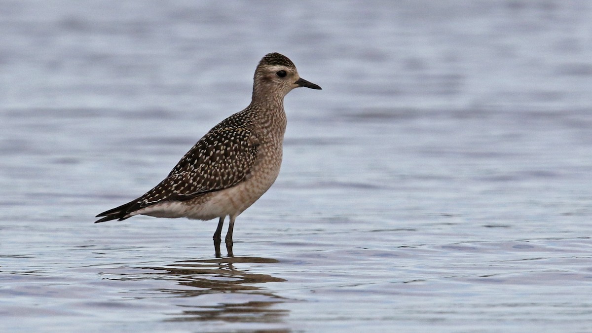 American Golden-Plover - ML36427391