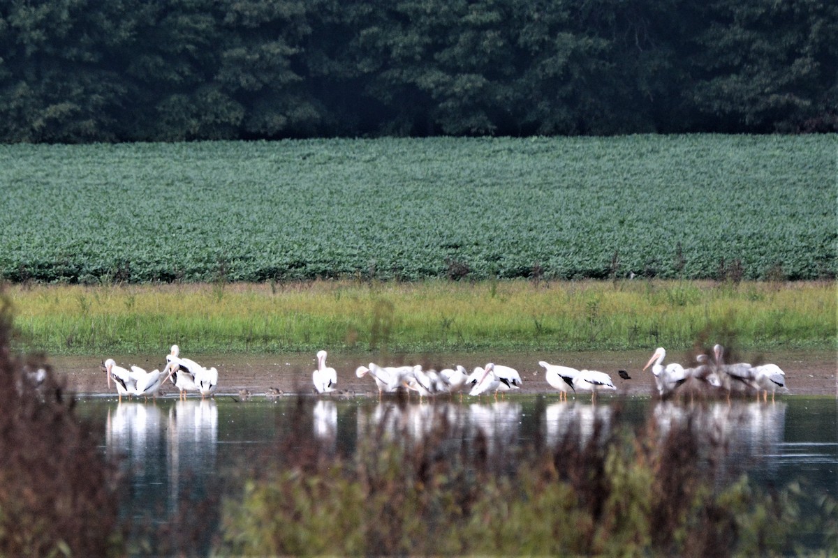 American White Pelican - ML364274641