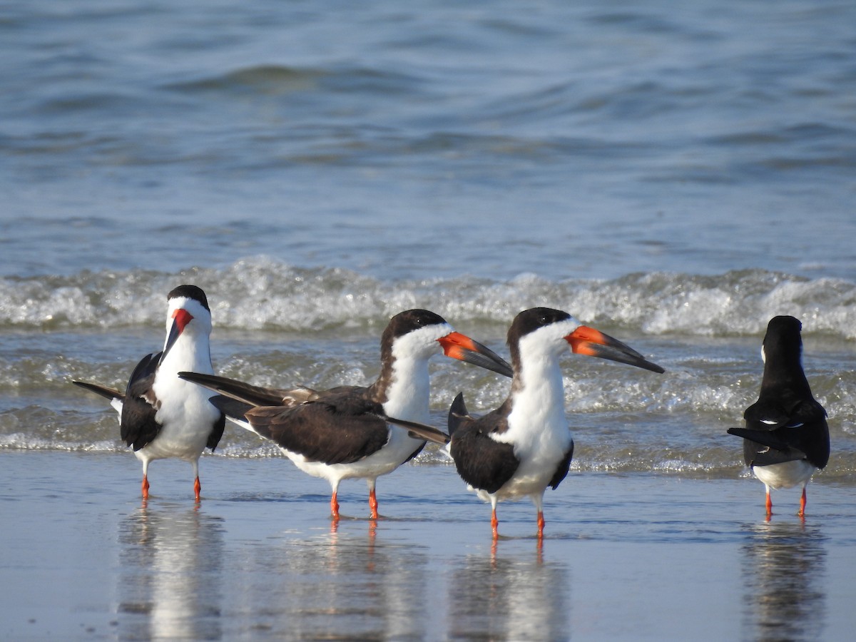 Black Skimmer - ML364275011