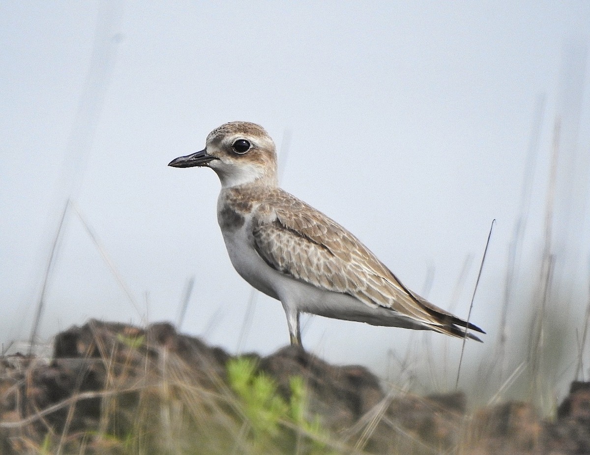 Greater Sand-Plover - Afsar Nayakkan