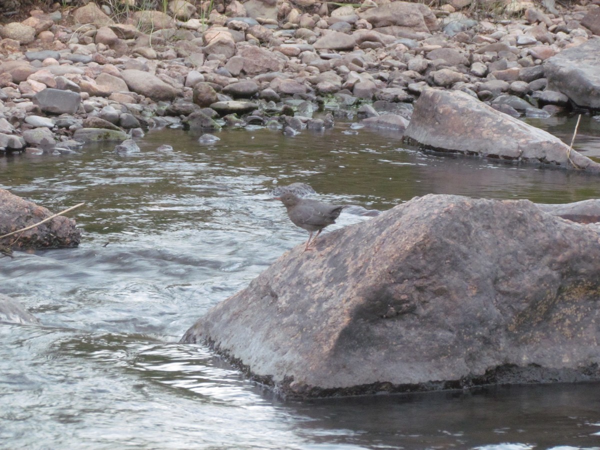 American Dipper - ML364275681