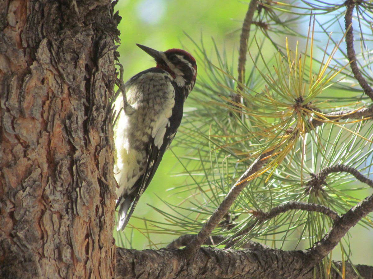 Red-naped Sapsucker - ML364275971