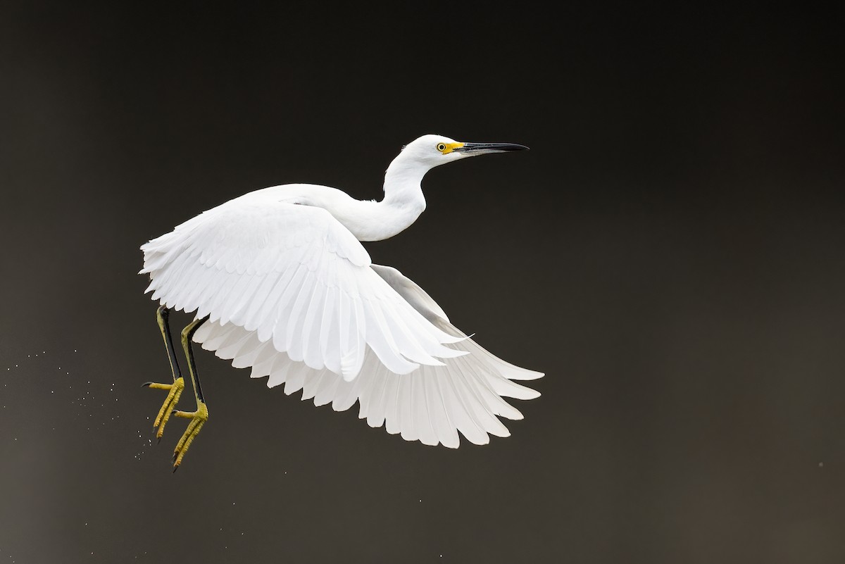 Snowy Egret - ML364276051