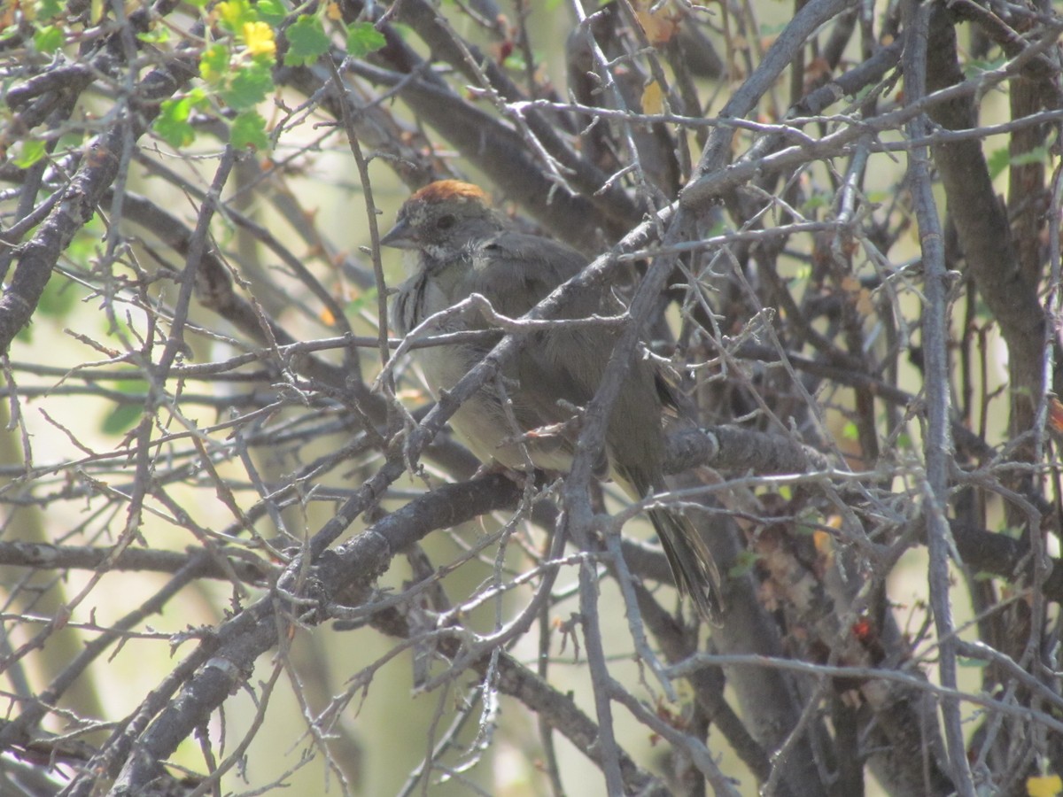 Green-tailed Towhee - ML364276431