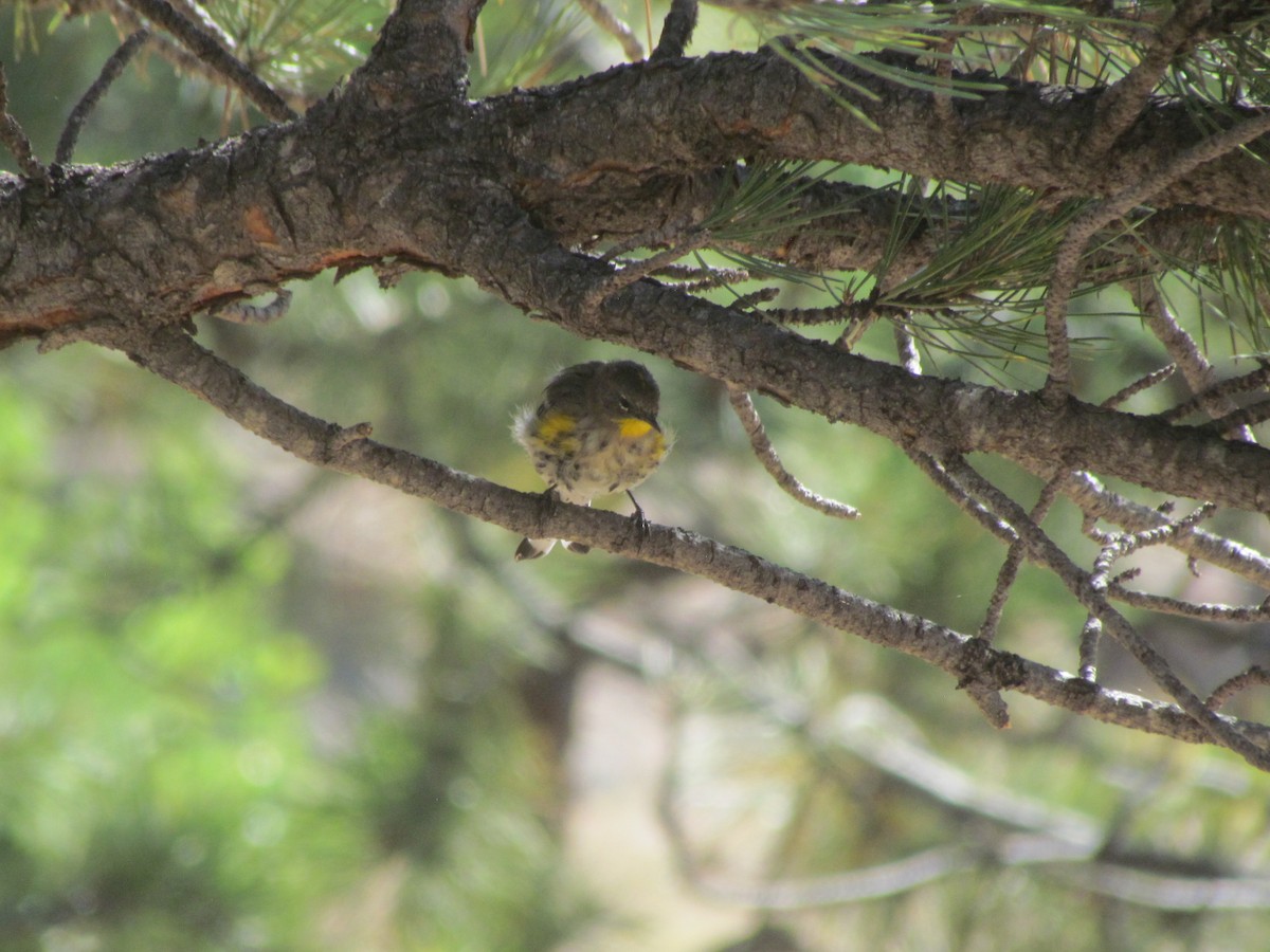 Yellow-rumped Warbler (Audubon's) - ML364276511