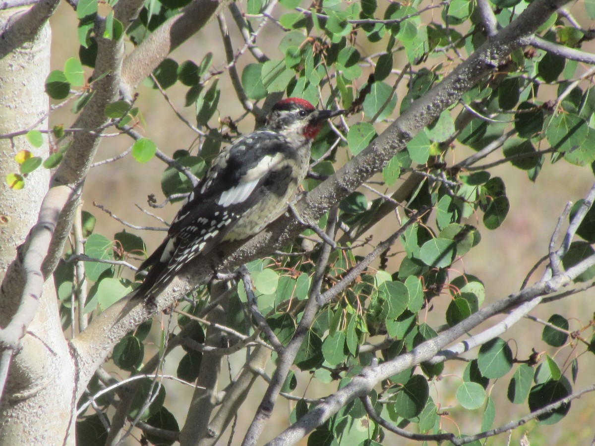 Red-naped Sapsucker - ML364276641