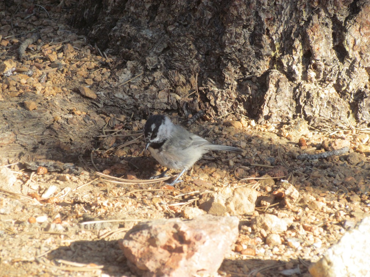 Mountain Chickadee - ML364276821
