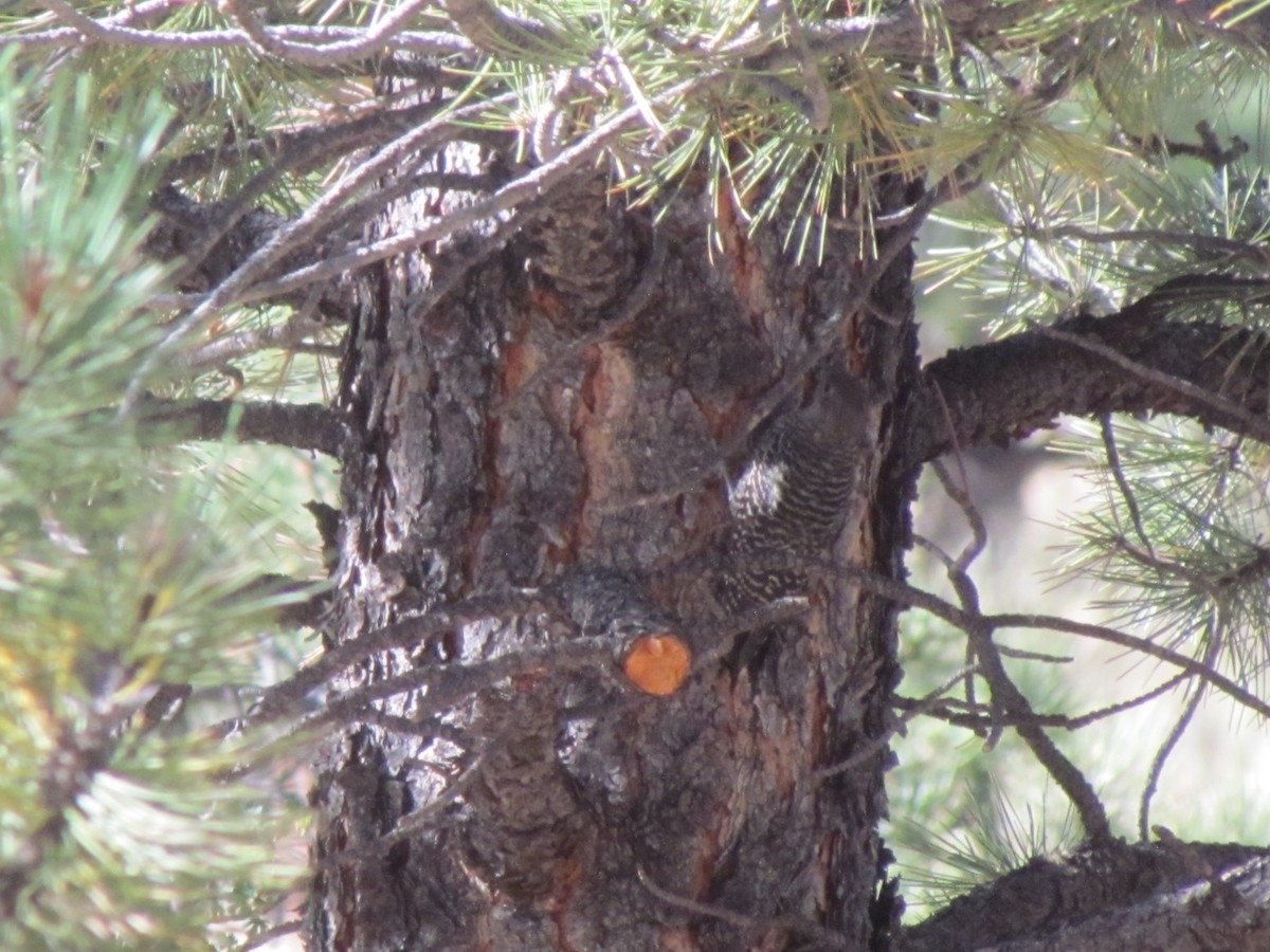 Williamson's Sapsucker - ML364277051