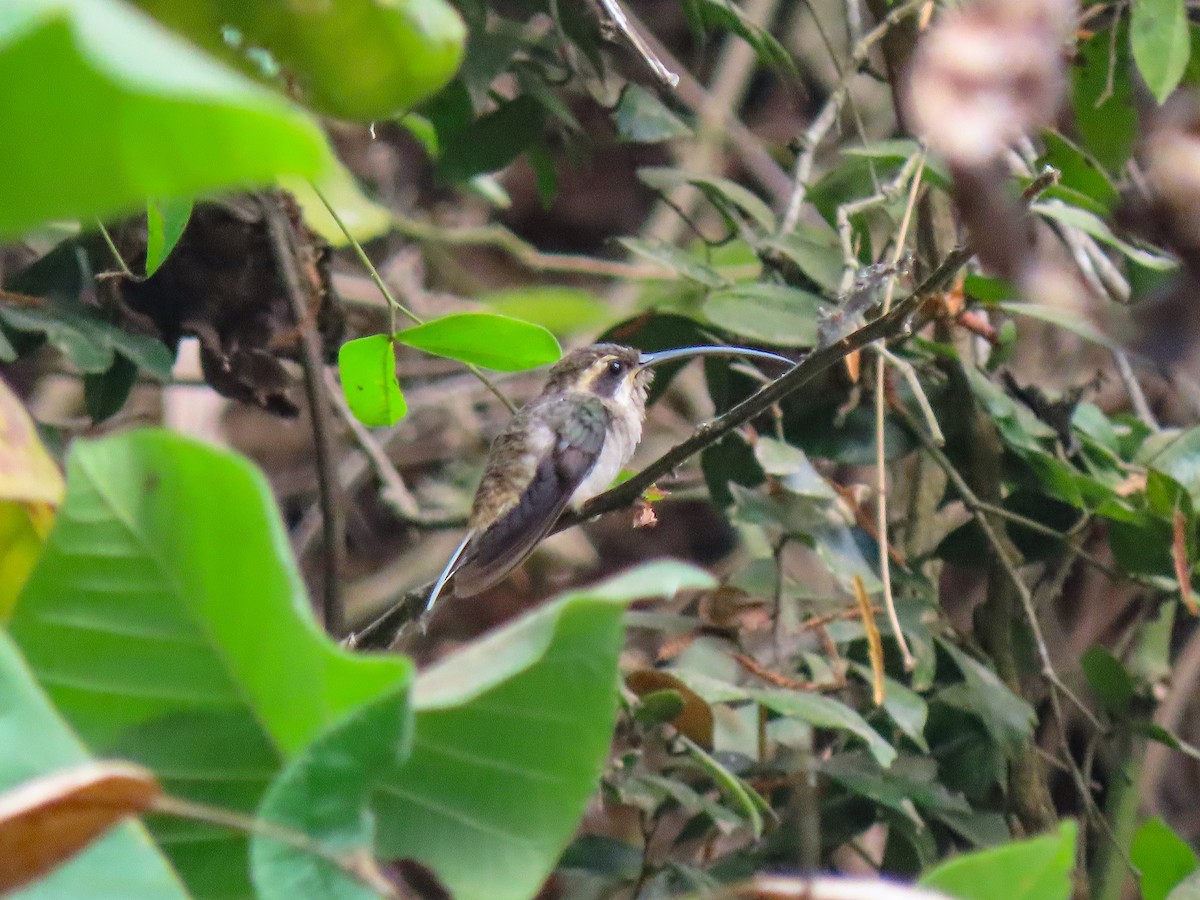 Длинноклювый колибри-отшельник - ML364277611
