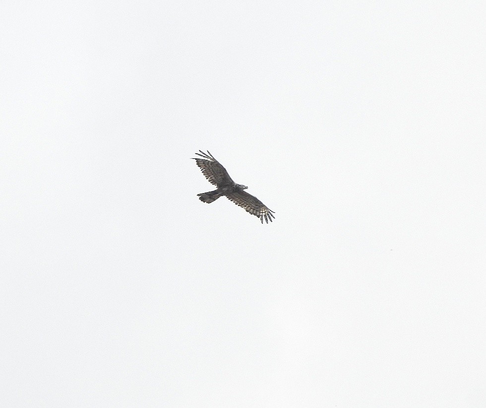 Oriental Honey-buzzard - ML364278271