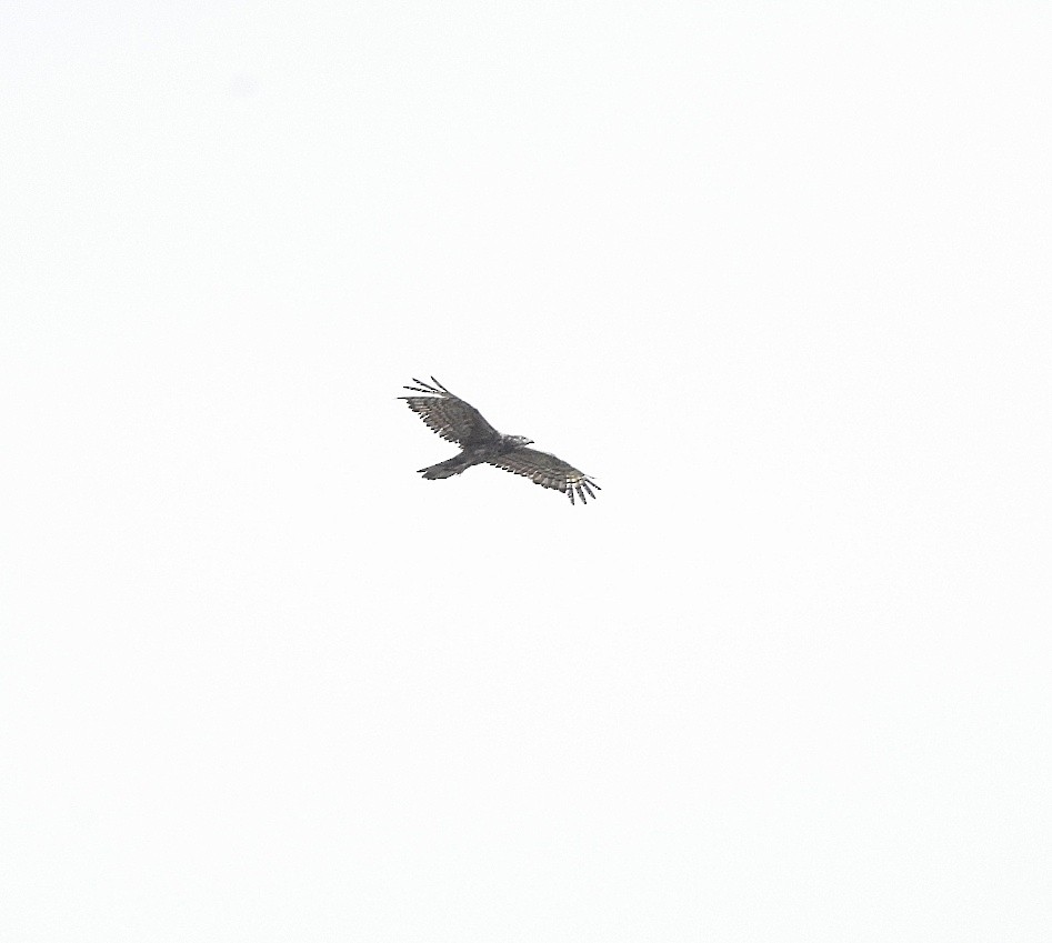 Oriental Honey-buzzard - ML364278281