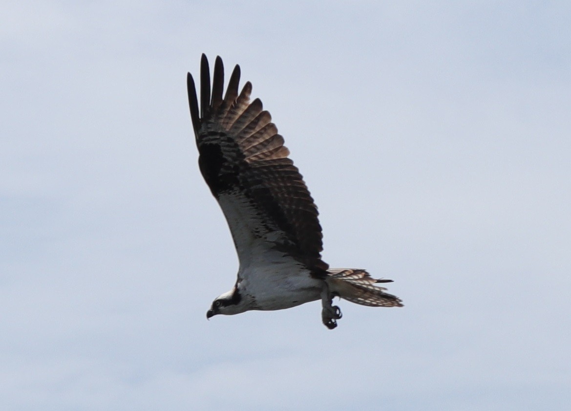 Osprey - ML364278531