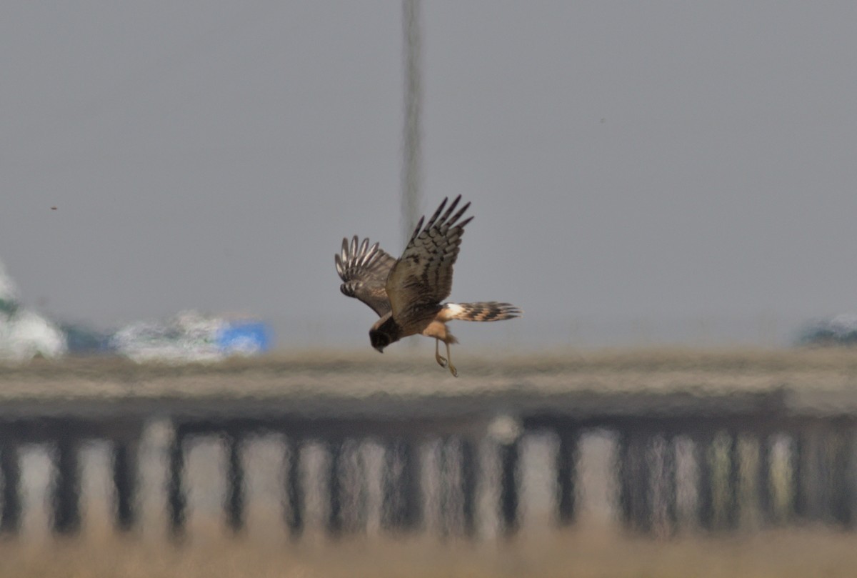 Northern Harrier - Zed Chance