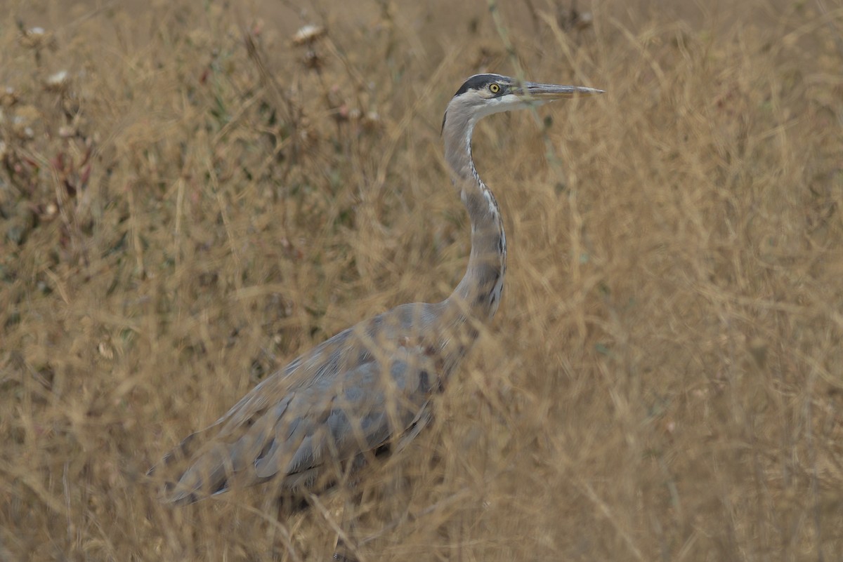 Great Blue Heron - ML364278771