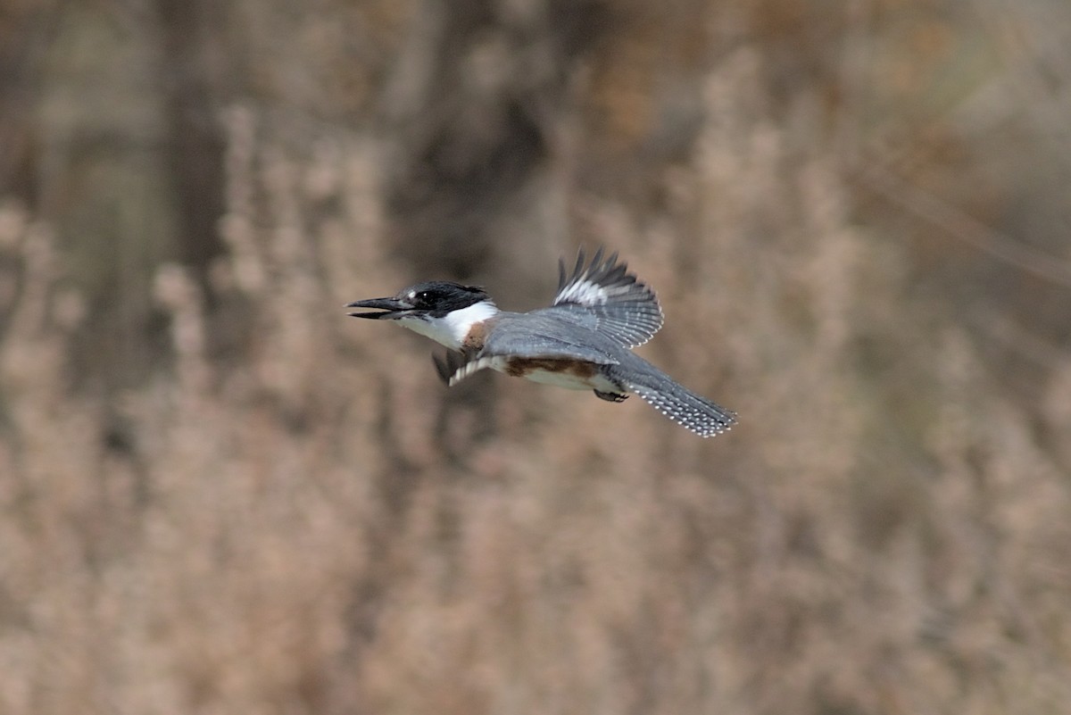 Belted Kingfisher - Zed Chance