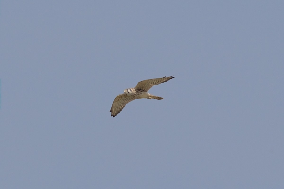 American Kestrel - Zed Chance