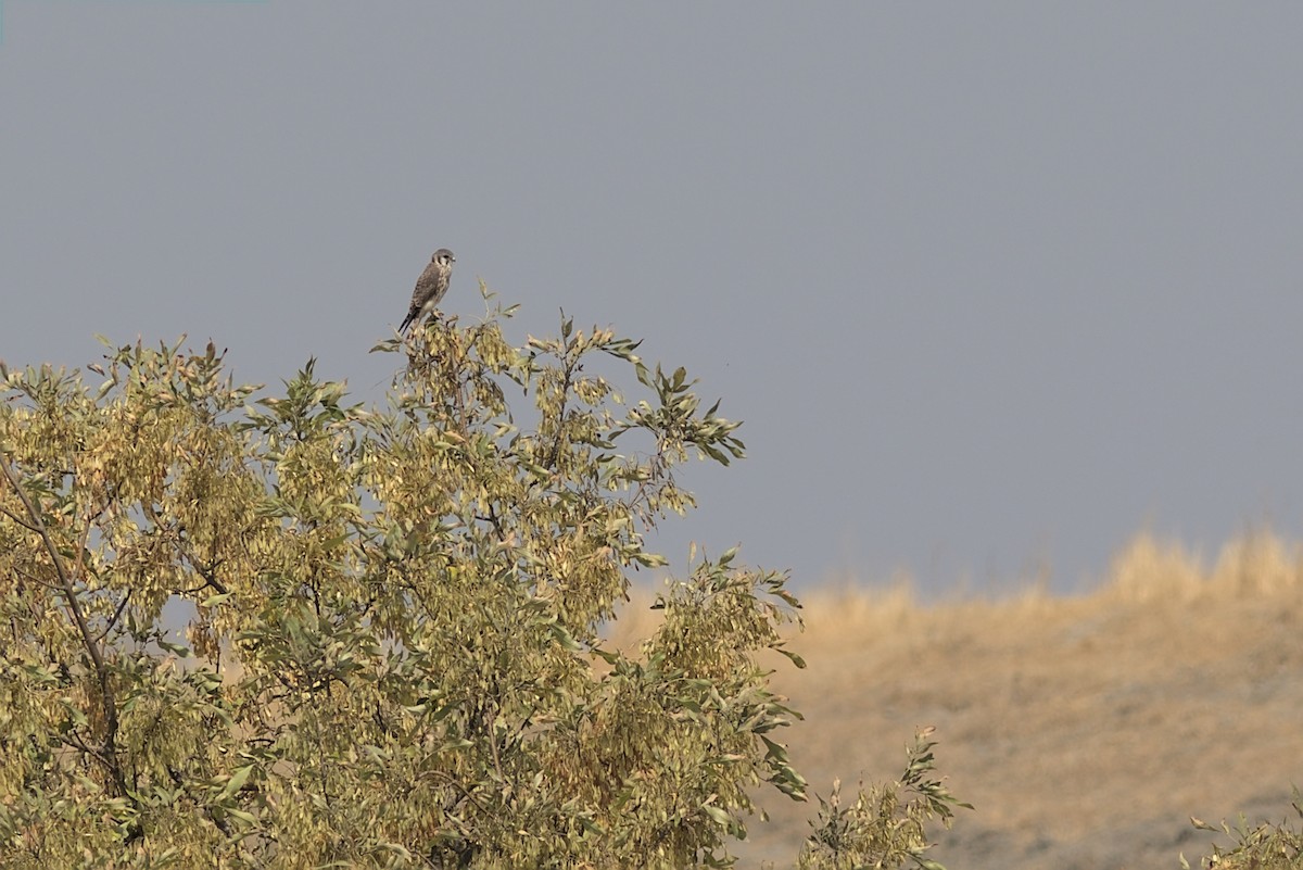 American Kestrel - ML364279121