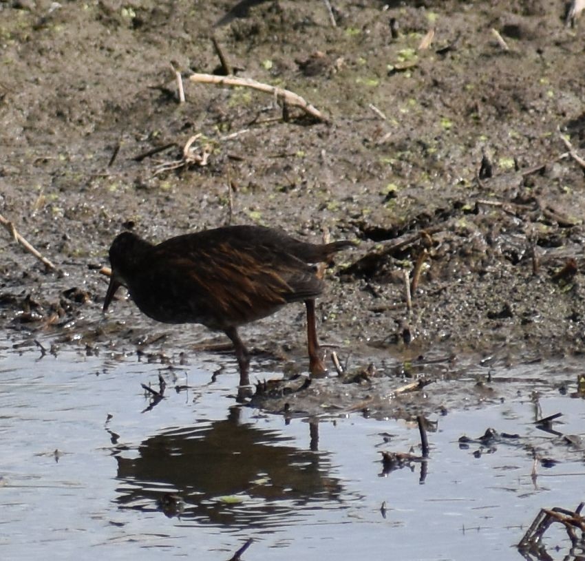 Virginia Rail - ML364279561