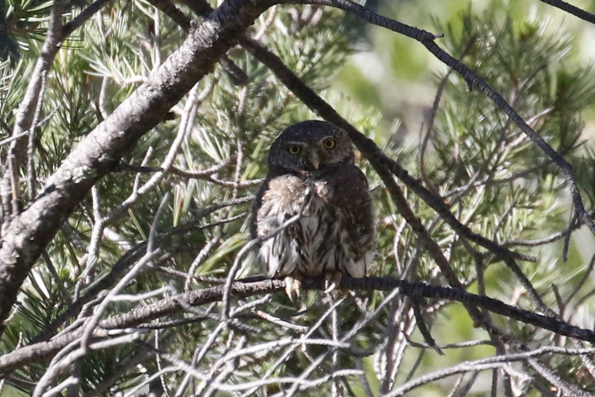 Northern Pygmy-Owl (Mountain) - ML364280281