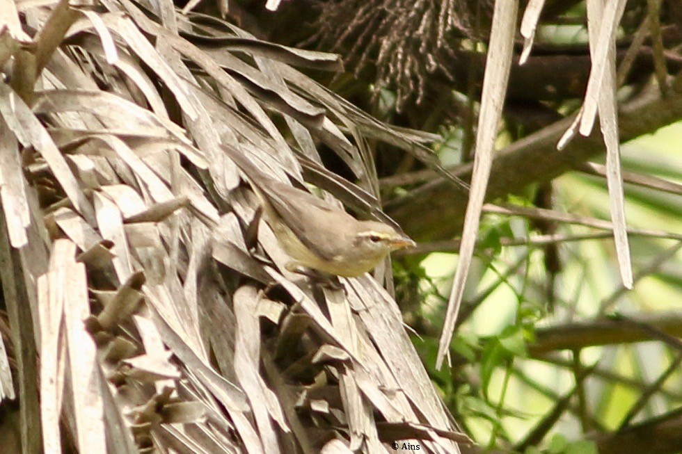 Sykes's Warbler - ML364280821